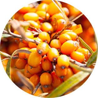 Sanddornfruchtfleischöl